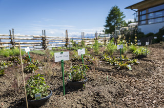 Hauseigener Kräutergarten des Mountain Resort Feuerberg auf der Gerlitzen Alpe in Kärnten