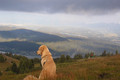 Hund auf der Gerlitzen Alpe