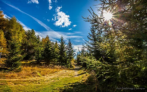 Wald und Wiese in der Sonne im goldenen Herbst in Kärnten