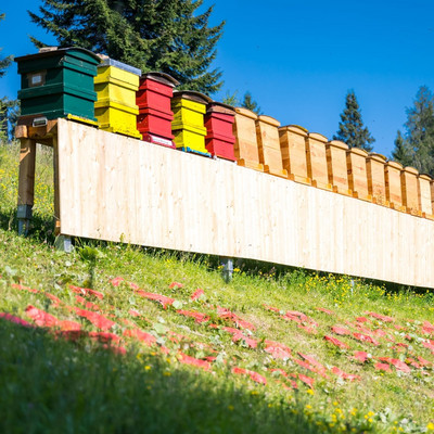 Wie süß! Dürfen wir vorstellen... unsere neuen Mitarbeiter . . . Es summt am Berg. Die fleißigen Bienen produzieren einen unverwechselbaren Waldhonig.